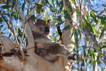 Wild Koala sleeping in gum tree