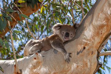 Koala sleeping in gum tree