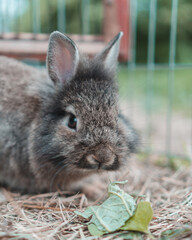 Bunny