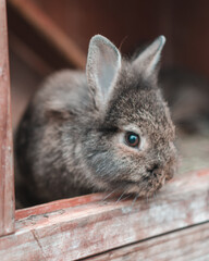Bunny