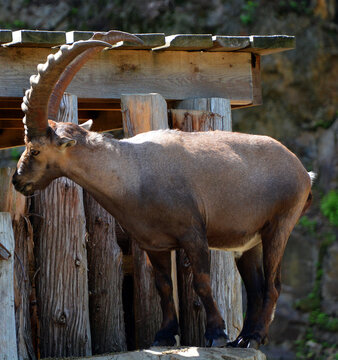 Alpine ibex (Capra ibex), also known as the steinbock, bouquetin, or simply ibex, is a species of wild goat that lives in the mountains of the European Alps