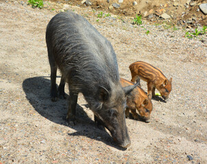 Piglet and mother wild boar (Sus scrofa), also known as the 