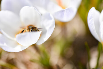 Soft floral background with a bee, field of crocuses, simple natural beauty, honeybee macro photo