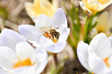 Soft floral background with a bee, field of crocuses, simple natural beauty, honeybee macro photo
