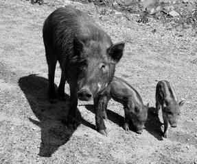 Piglet and mother wild boar (Sus scrofa), also known as the 