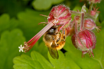 Red Mason Bee (Osmia bicornis)
