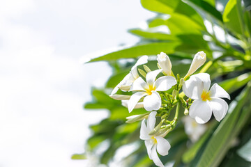 White plumeria on the plumeria tree
