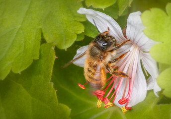 Red Mason Bee (Osmia bicornis)