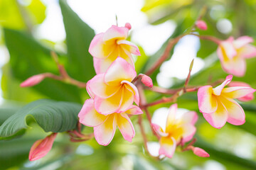 Phalaenopsis Moth orchids , white and pink. panoramic.