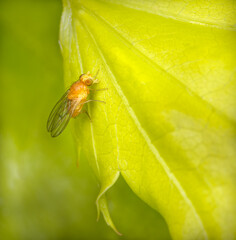 Agromyza ferruginosa