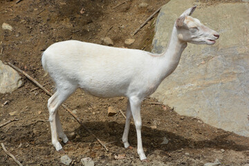 White fallow deer, though they are often called “Judas” deer because they reveal the presence...