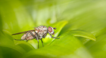Housefly