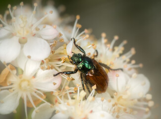 Garden Foliage Beetle (Phyllopertha horticola)