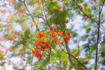 Royal Poinciana, Flamboyant, Flame Tree,