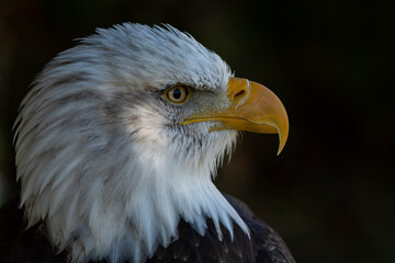 Bald Eagle Portrait