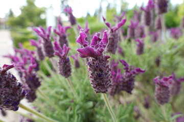 Fototapeta premium Topped Lavender (Lavandula stoechas) is a perennial, aromatic, many-stemmed​, erect, furry shrub to 0.3-1 m high and wide with greyish foliage.