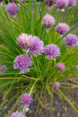 Fototapeta premium Chives (Allium schoenoprasum) is an easy-to-grow, grass-like perennial herb in the same family as onion and garlic.