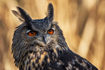 Eurasian Eagle Owl