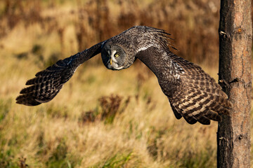 Great Grey Owl in Flight