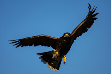 Harris's hawk in flight