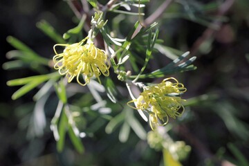 Grevillea Lemon Supreme (Grevillea thelemanniana x Grevillea olivacea) in flower, South Australia