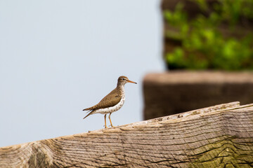 bird on the beach