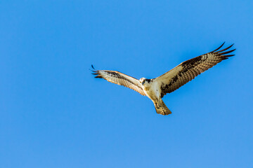 osprey in flight