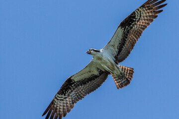 osprey in flight