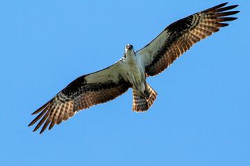 osprey in flight