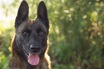 Adorable Dutch shepherd portrait in a field