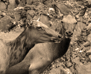 The elk, or wapiti is one of the largest species within the deer family, Cervidae, in the world,...