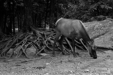 The elk, or wapiti is one of the largest species within the deer family, Cervidae, in the world,...