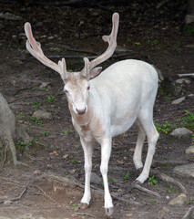 A white deer (stag for male, white hind for the female) is a white-colored red deer or fallow deer,...