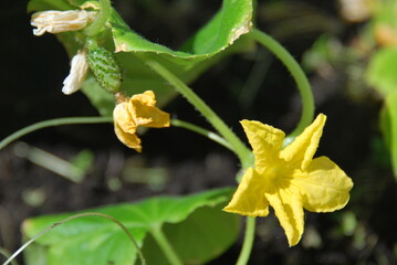 Blühende Gurkenpflanze