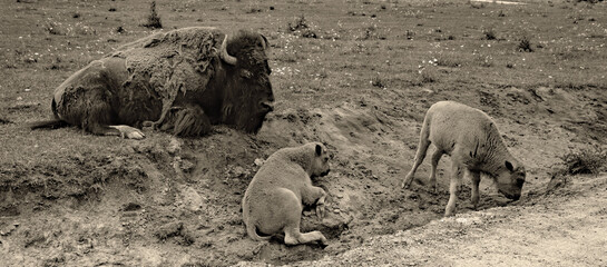 Fototapety na wymiar - Fototapeta24.pl