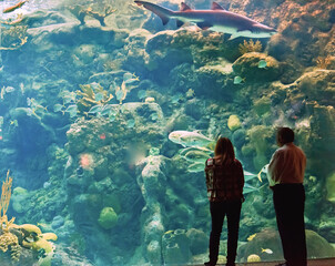 People watching though aquarium glass shark and another big fish. Florida Aquarium, Tampa, USA, Feb...
