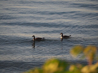 geese on the lake