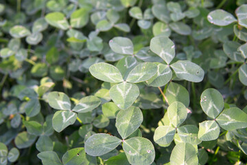 Thick clover growing outdoors