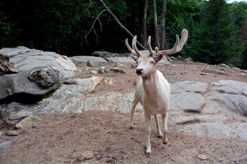 A white deer (stag for male, white hind for the female) is a white-colored red deer or fallow deer,...