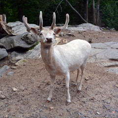 A white deer (stag for male, white hind for the female) is a white-colored red deer or fallow deer, explained by a condition known as leucism that causes its hair and skin to lose its natural colour.