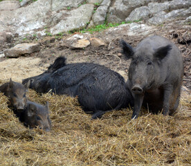 Common wild boar pig. Wild boar (Sus scrofa), also known as the wild swine or Eurasian wild pig is...