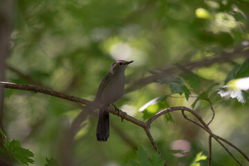 Gray Catbird