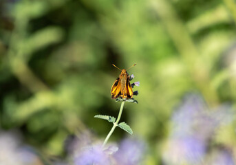 Zabulon Skipper