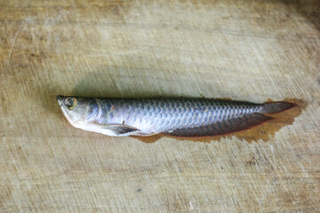 Arowana fish was die