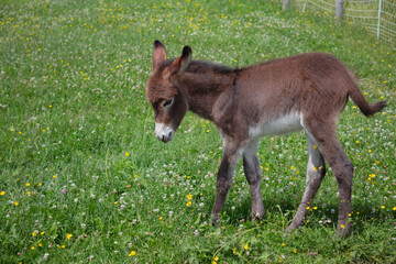 Naklejka na ściany i meble baby donkey in green field farm mammals young animal pasture