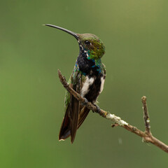 hummingbird green background