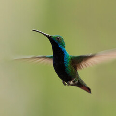 hummingbird in flight blur background