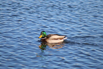 Mallard Duck