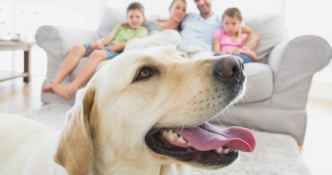 Animation of cute labrador pet dog with happy caucasian family