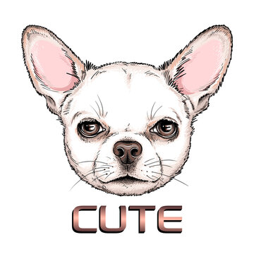Cute chihuahua portrait. Vector illustration. Stylish image for printing on any surface	